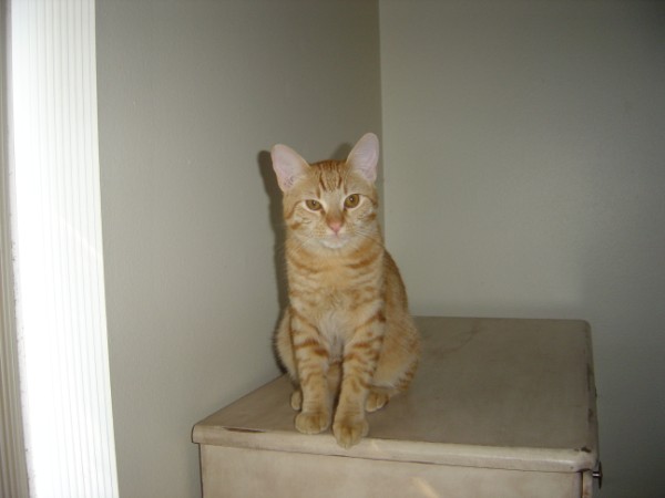 Attached Image