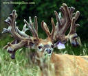 Attached Image