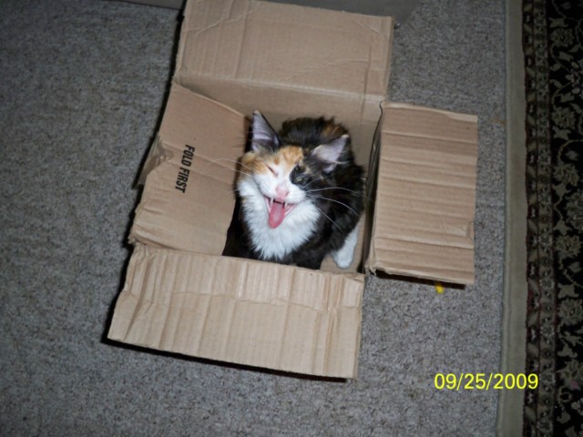 Attached Image