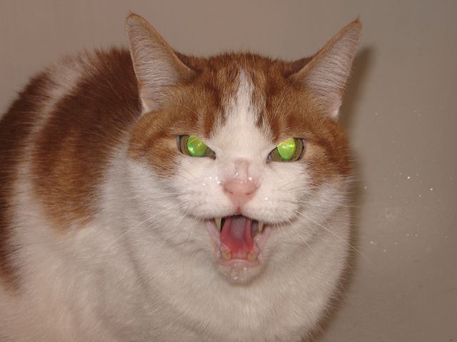 Attached Image