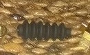 Attached Image