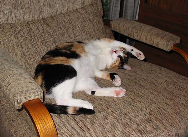 Attached Image